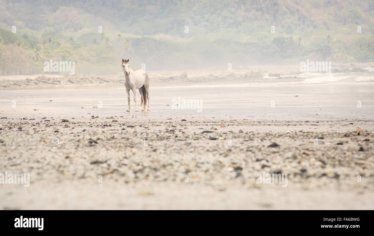 Cavallo bianco in piedi sulla spiaggia, Santa Teresa, Puntarenas, Costa Rica Foto Stock