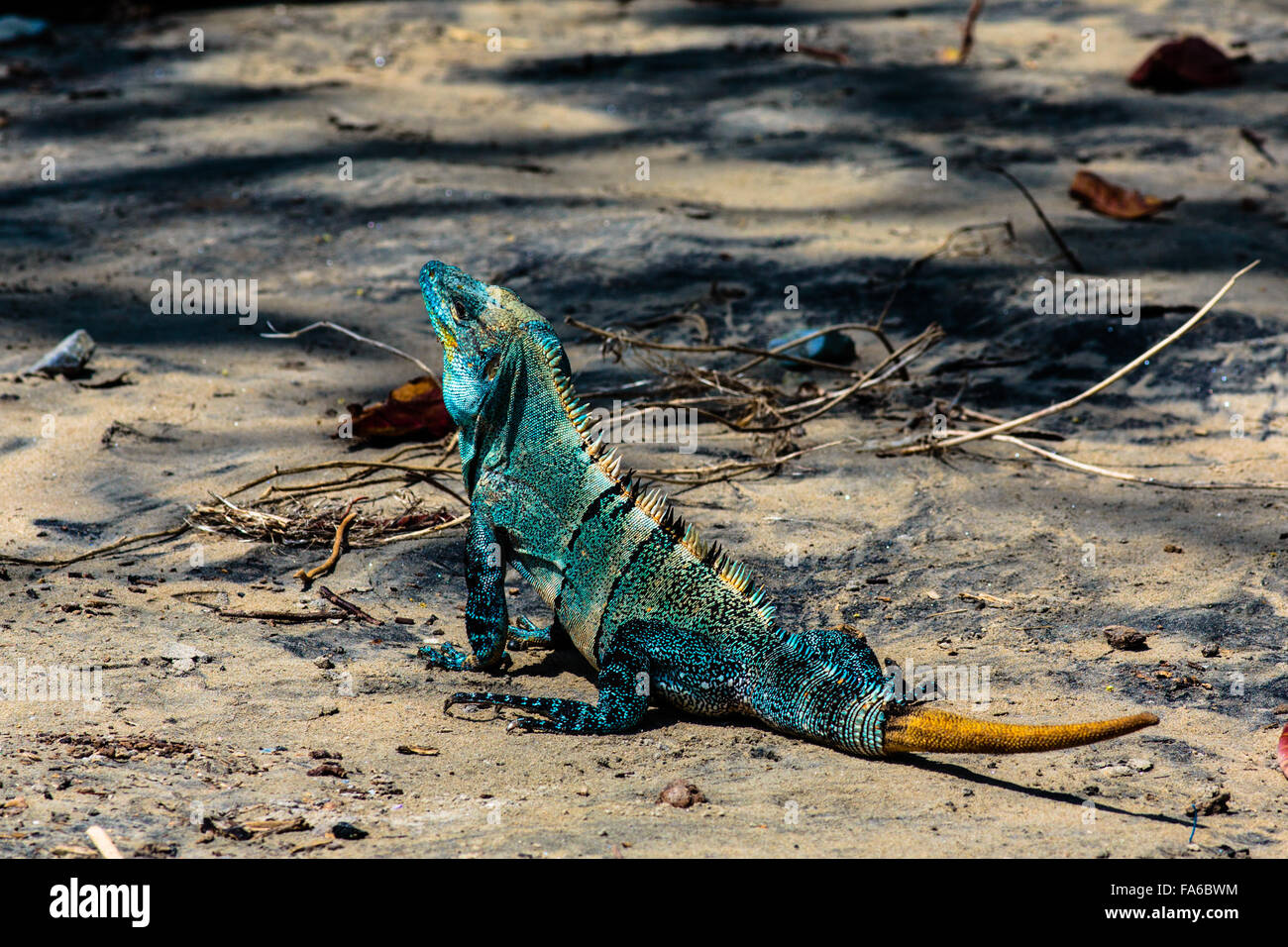 Iguana sulla spiaggia, Playa Hermosa, Costa Rica Foto Stock
