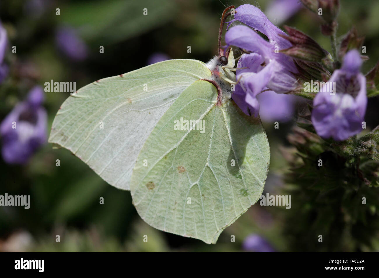 Gonepteryx cleopatra (chiamato anche Cleopatra o Cleopatra farfalla) Foto Stock