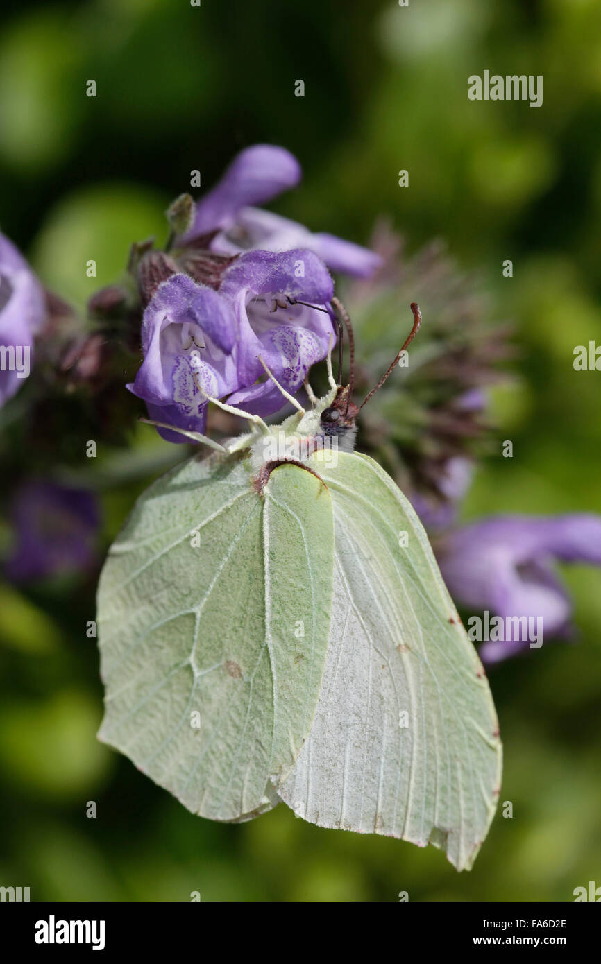 Gonepteryx cleopatra (chiamato anche Cleopatra o Cleopatra farfalla) Foto Stock