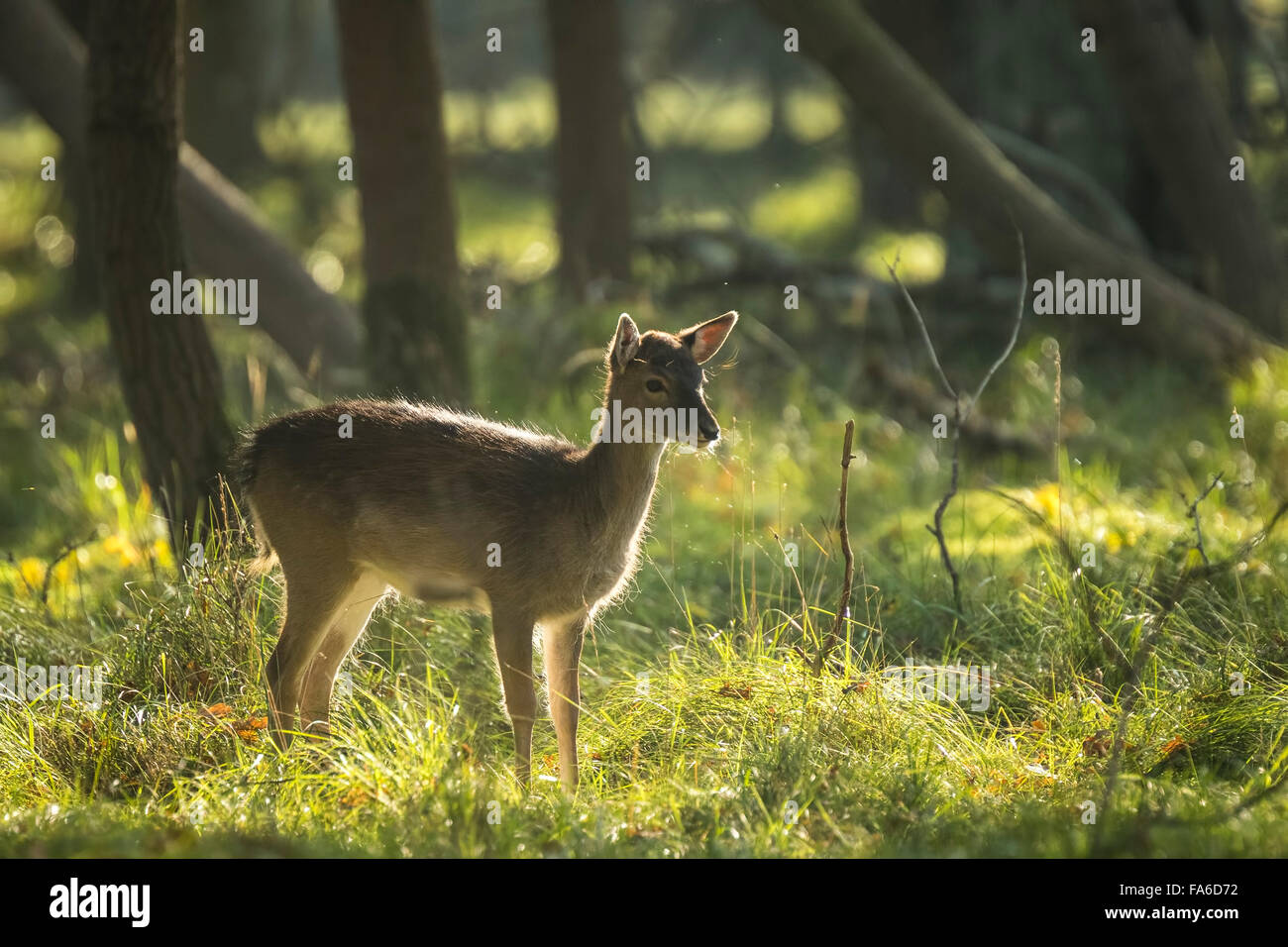 Daini (Dama Dama) fulvo nella stagione autunnale. Della nebbia d'Autunno e i colori della natura sono chiaramente visibili sullo sfondo. Foto Stock