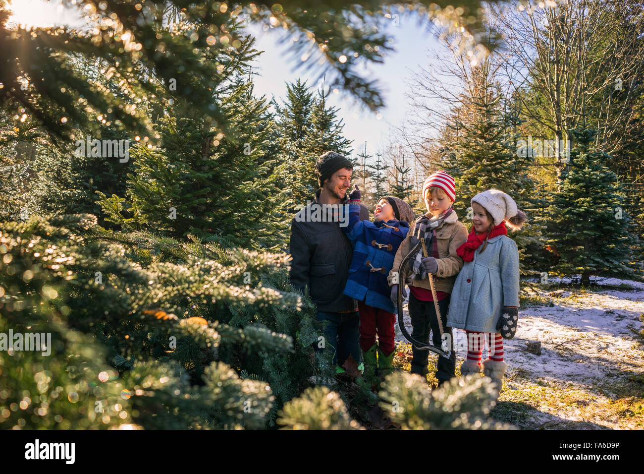 Padre di tre figli in piedi in un albero di Natale agriturismo con una sega a mano Foto Stock