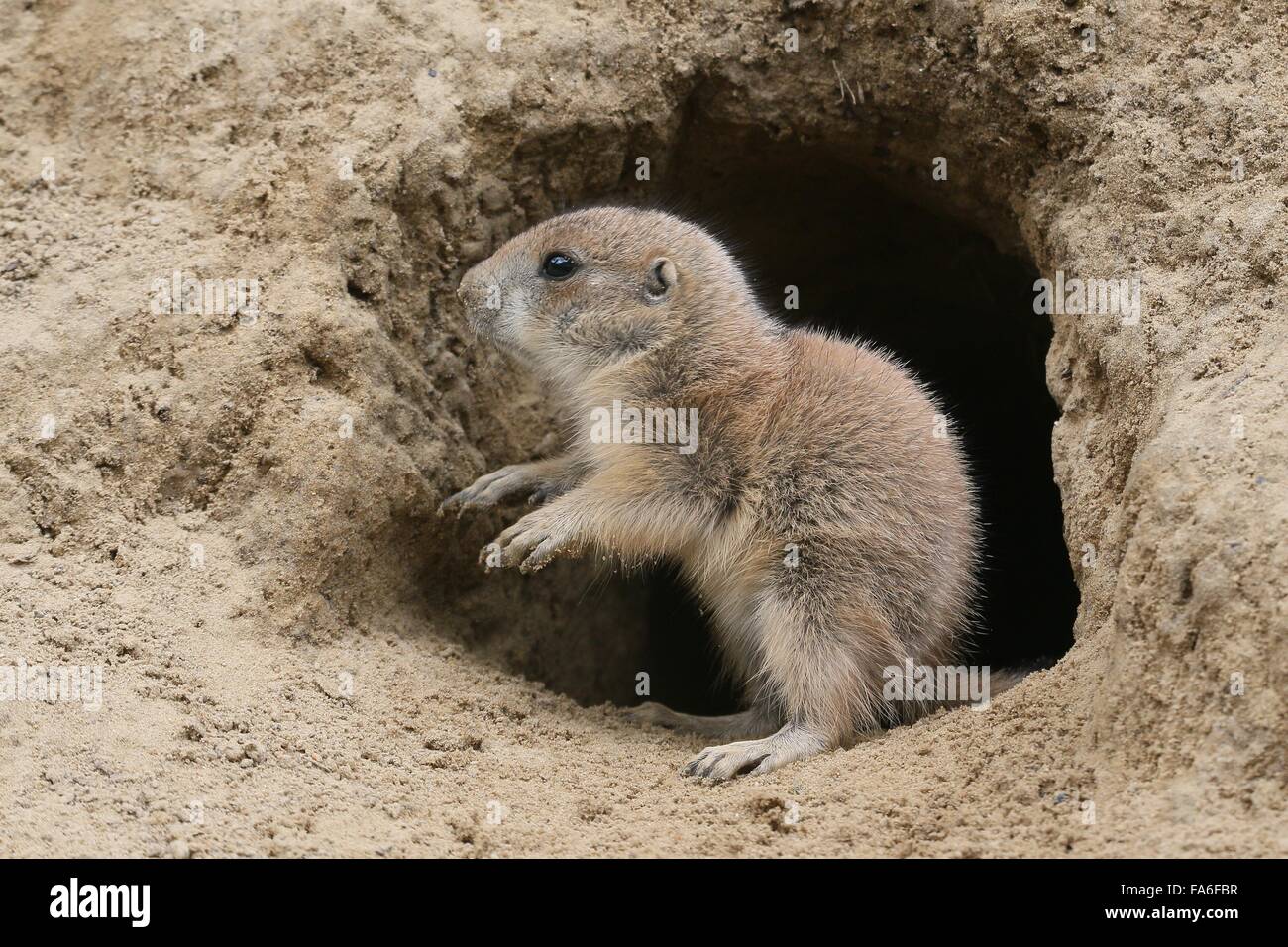 Baby nero Nord America tailed Prairie Dog (Cynomys ludovicianus) emergente da un nido Foto Stock