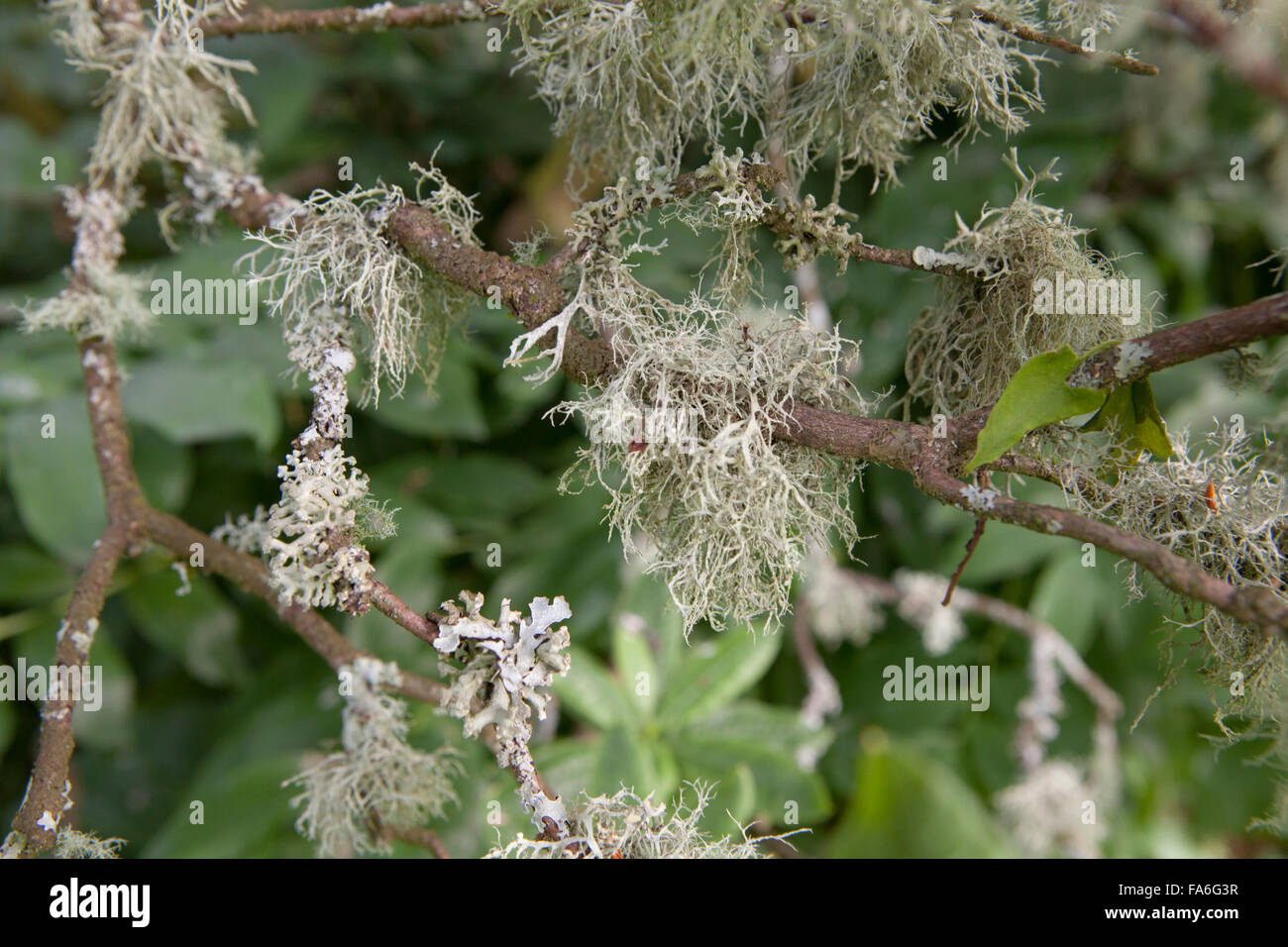 Azoto sensibile licheni crescono su un albero nel Lake District inglese Foto Stock