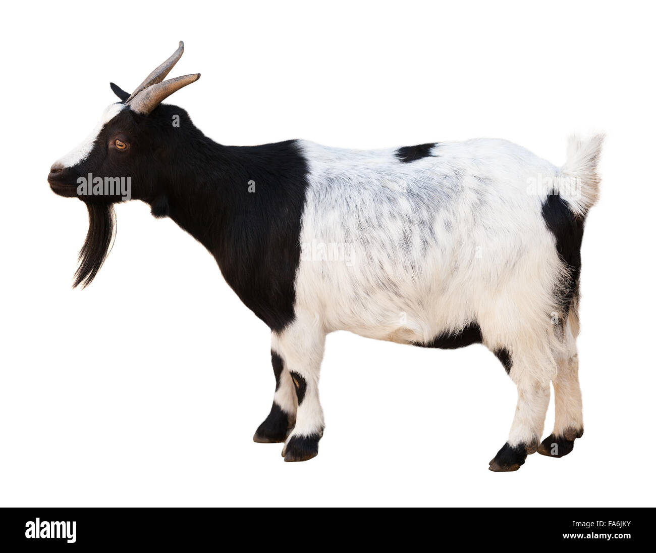 Maschio di capra. Isolato su sfondo bianco Foto Stock