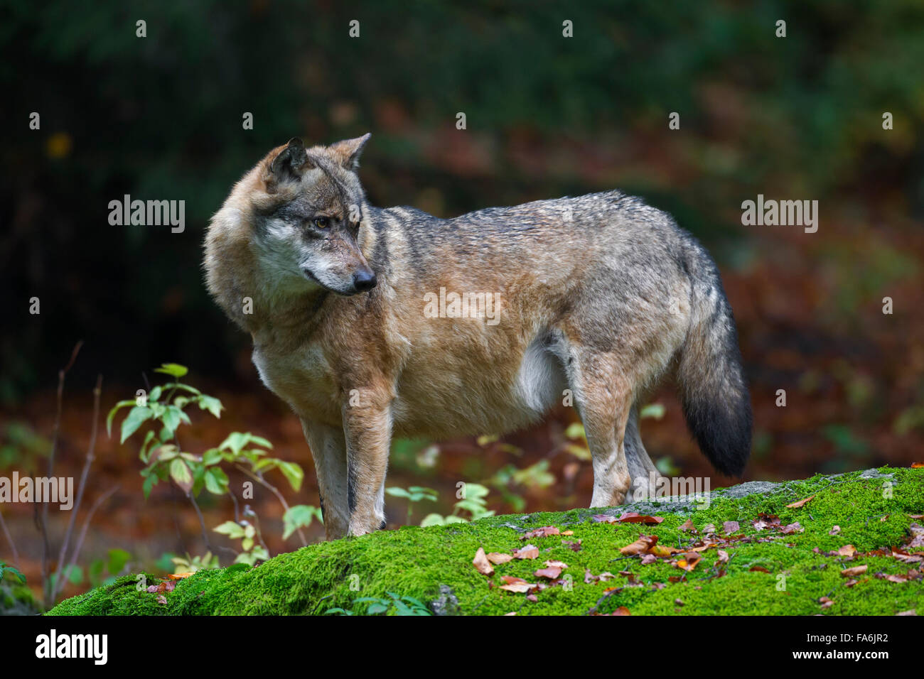 Ben nutrito Unione lupo (Canis lupus) con grasso ventre nella foresta di autunno Foto Stock