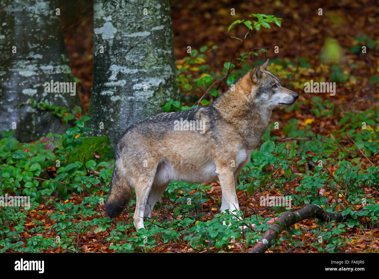 Ben nutrito Unione lupo (Canis lupus) con grasso ventre nella foresta di autunno Foto Stock