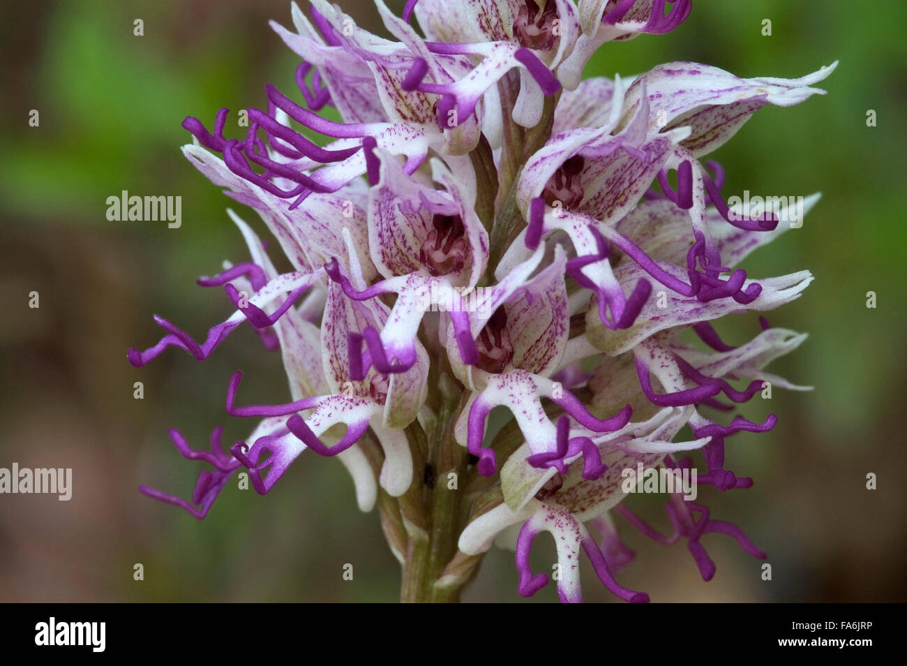Orchide omiciattolo (Orchis simia) close up Foto Stock
