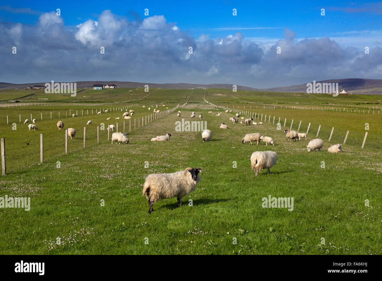 Croft strisce con le pecore al pascolo a Baile Mor North Uist Ebridi Esterne Foto Stock