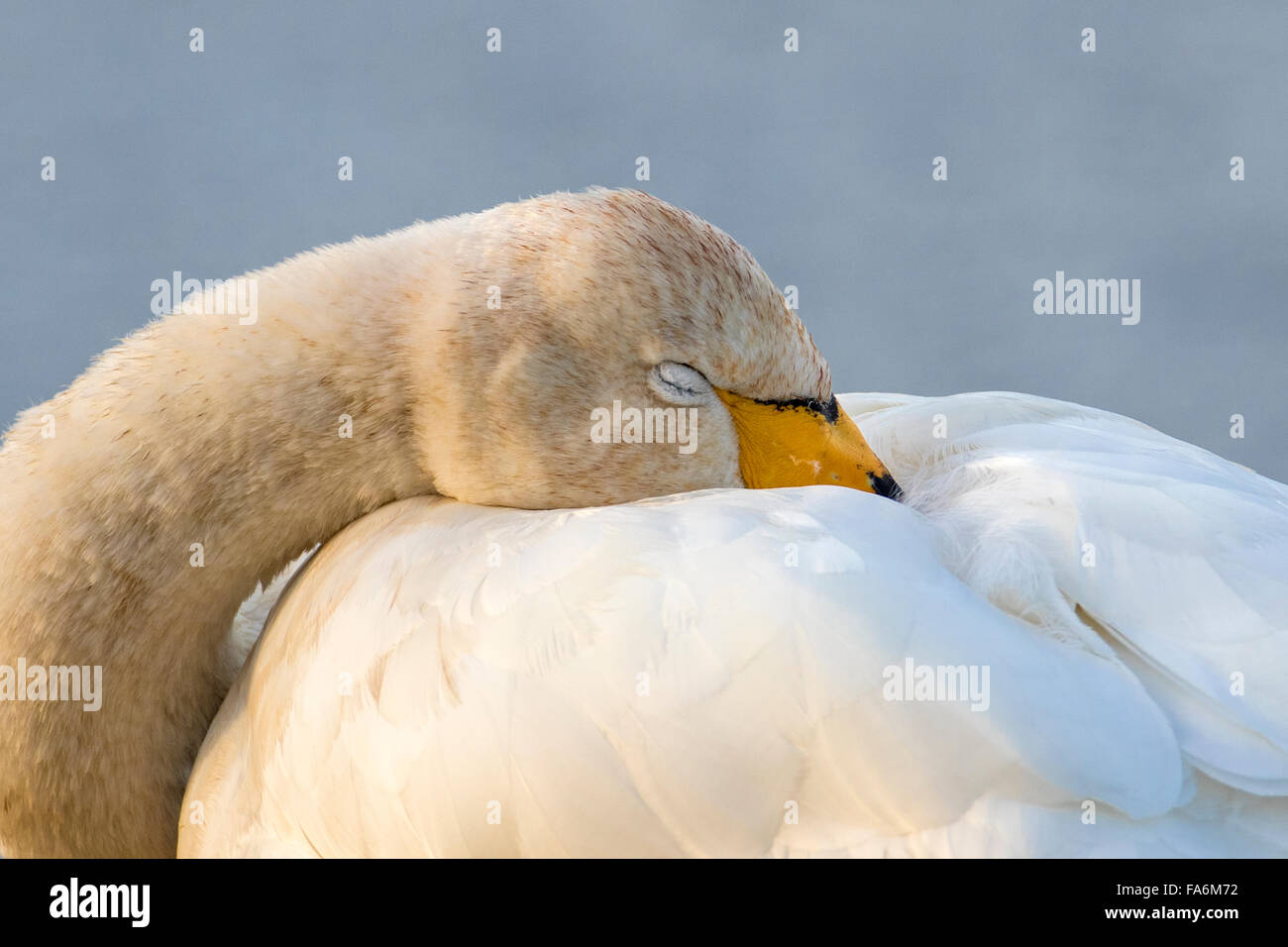Adulto Whooper Swan (Cygnus cygnus) dormire, Welney, Norfolk Foto Stock