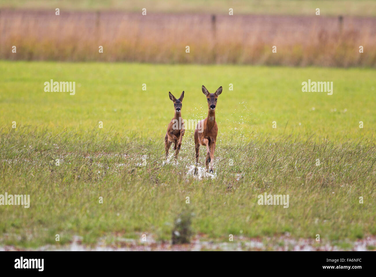 Il Capriolo Capreolus capreolus, femmina e fawn in esecuzione in acqua, Foto Stock