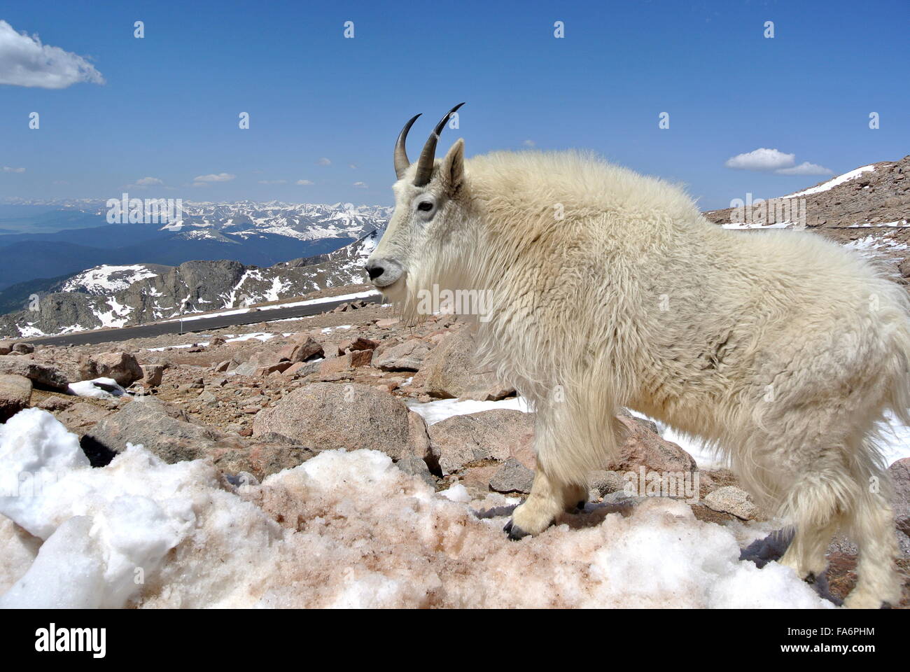 Capre di montagna, Mount Evans, Colorado Foto Stock