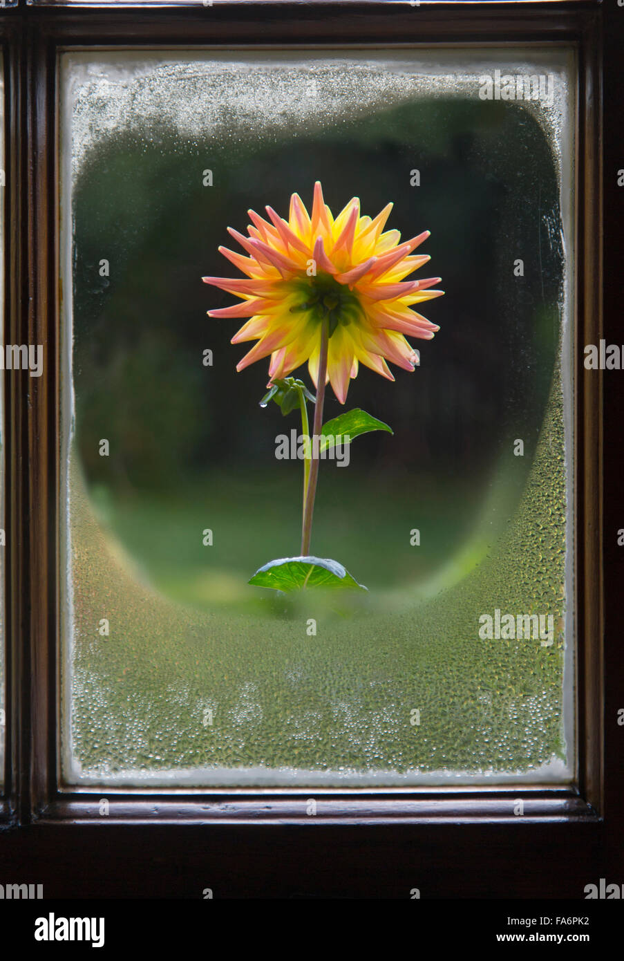 Giardino dahlia attraverso cottage steamy finestra Foto Stock