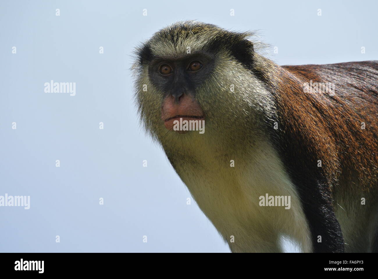 Mona Monkey Foto Stock