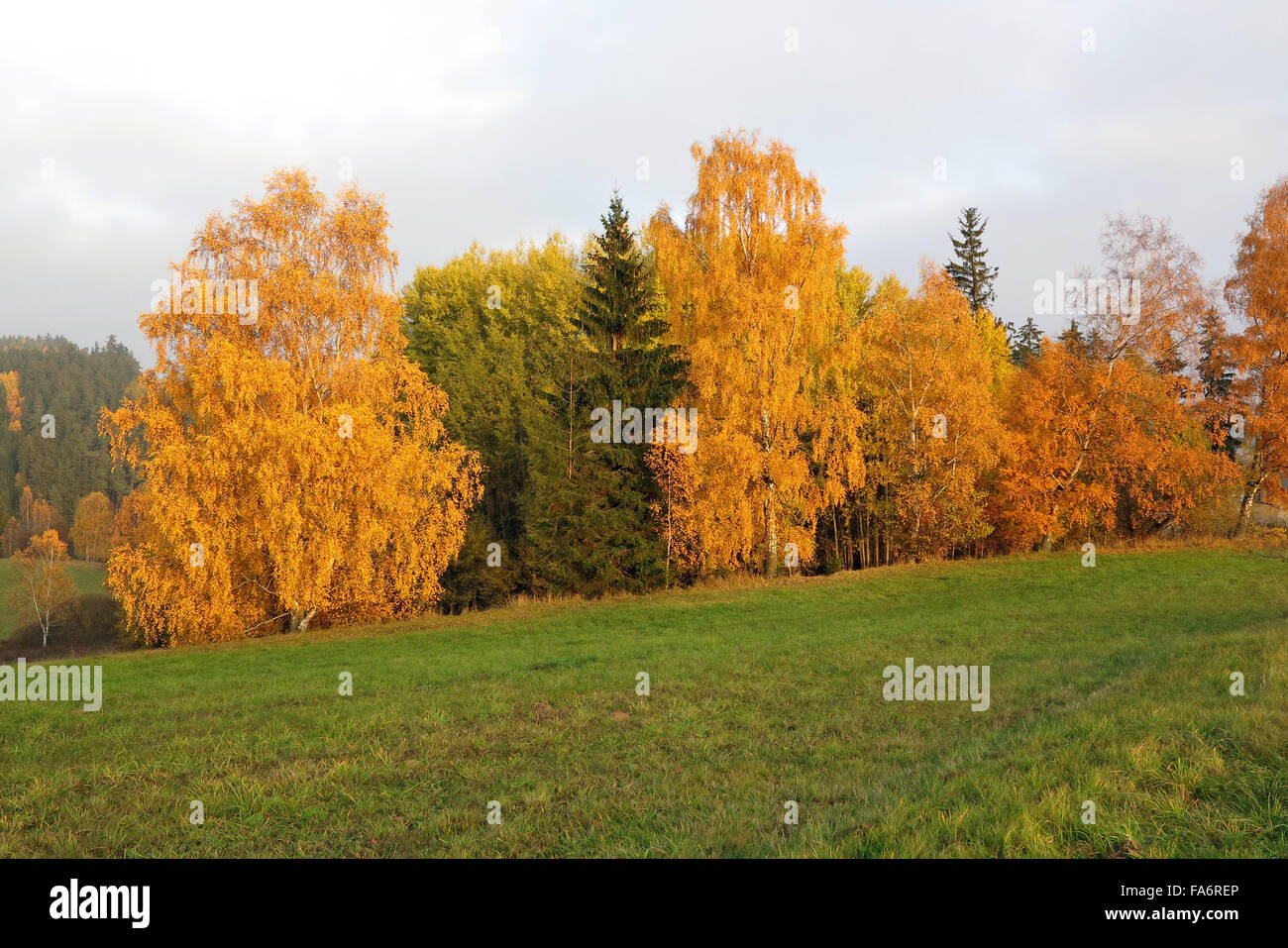 Alberi in autunno - colori d'autunno Foto Stock