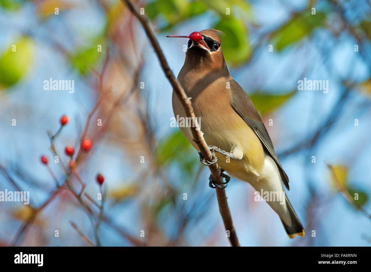 Il Cedar waxwing con berry Foto Stock