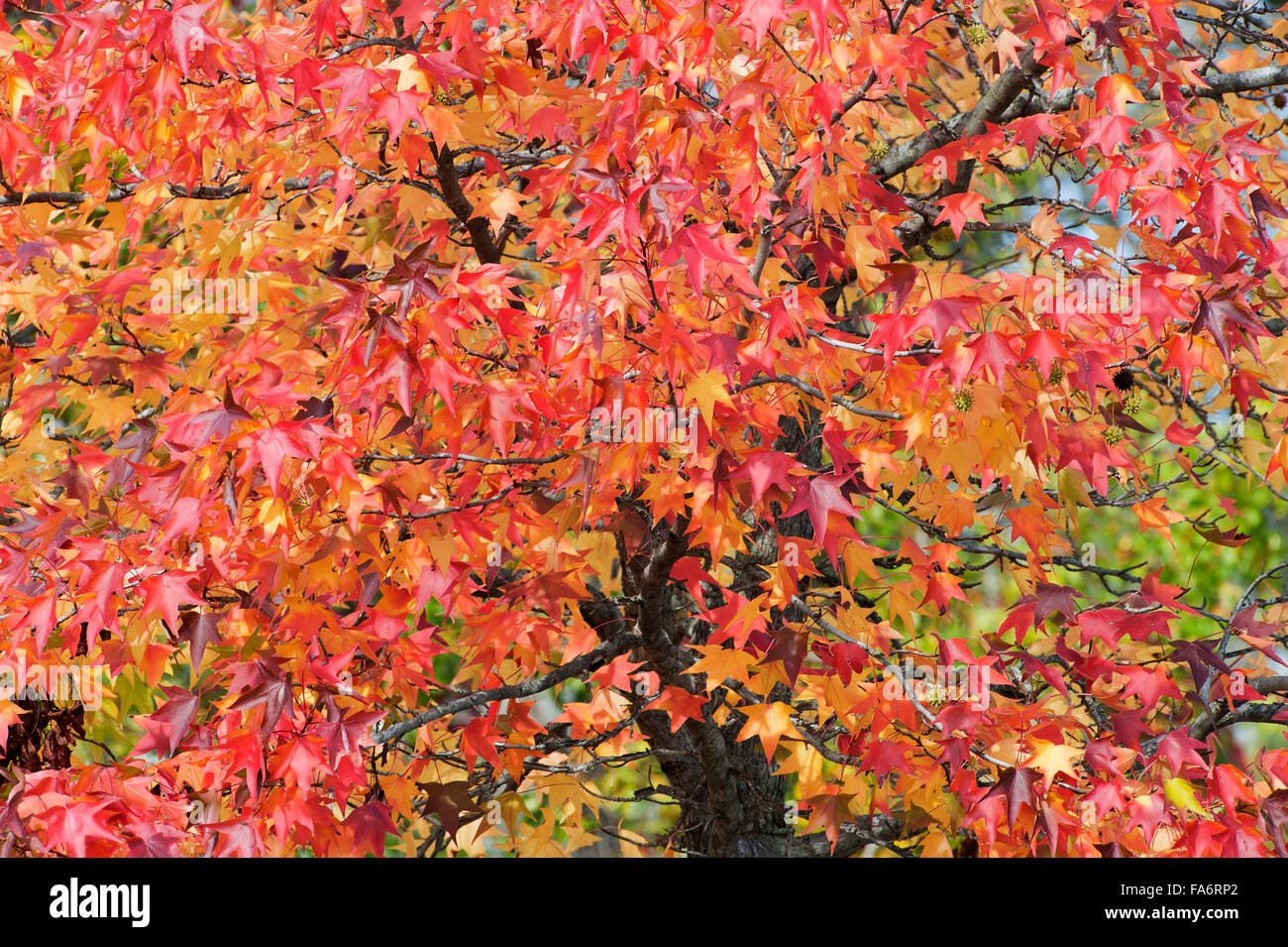 Dolce albero di gomma e il fogliame in autunno Foto Stock