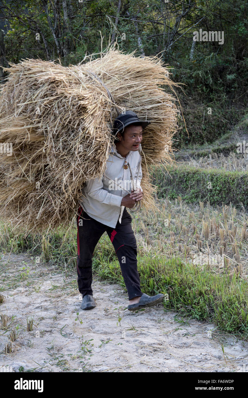 L'agricoltore che trasportano paglia di riso balla nella valle di Punakha Bhutan Foto Stock