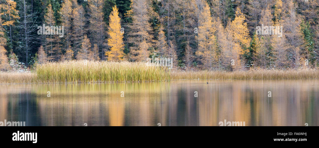 Un anatra lone nuota vicino alle rive del lago di temoli in Riding Mountain National Park, Manitoba, Canada. Foto Stock