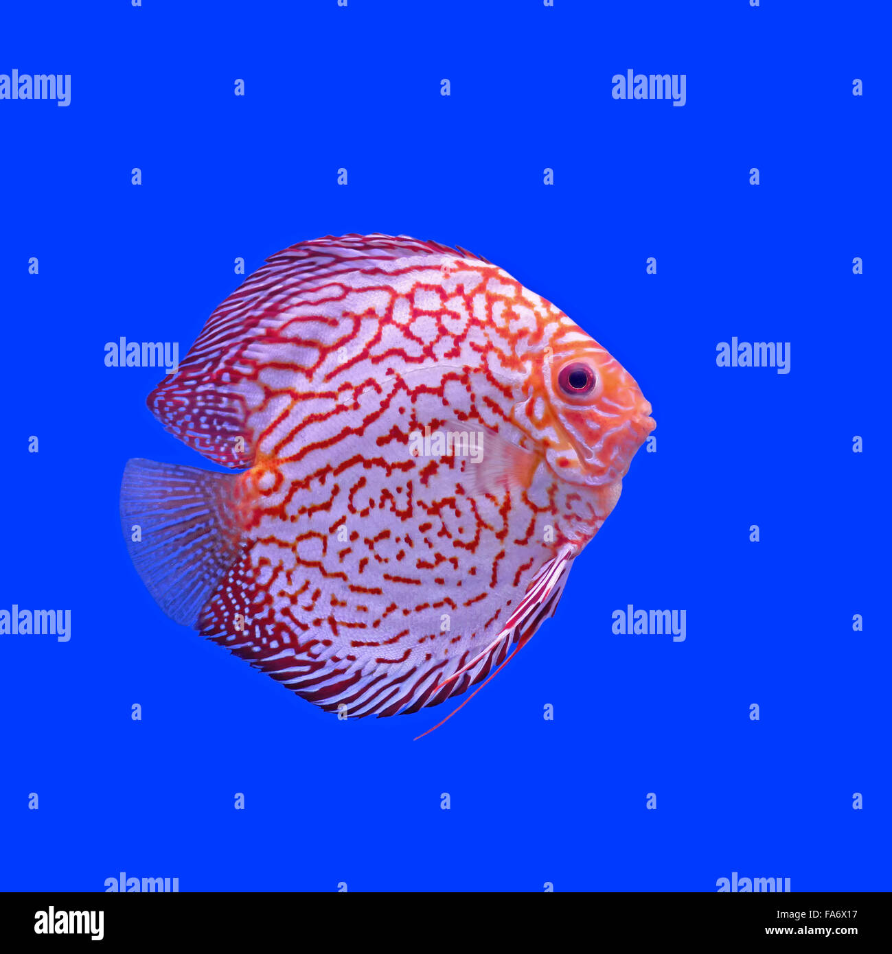 Pompadour o symphysodon pesci di acquario Foto Stock