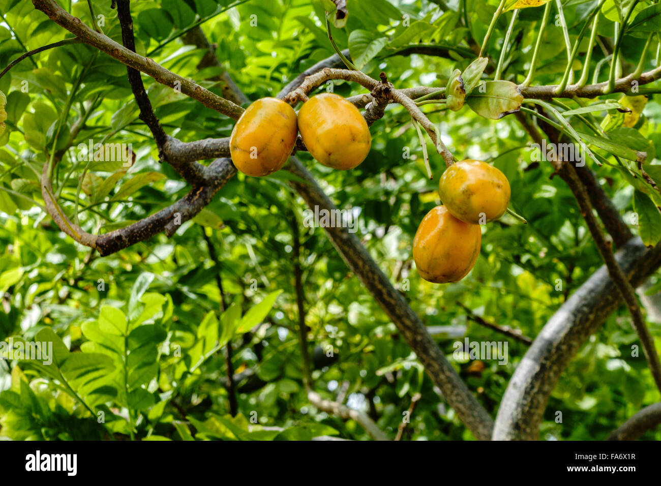 Un porco susino, noto anche come un giallo Mombin, crescendo su St. Croix, U.S. Isole Vergini. USVI, U.S.V.I. Foto Stock