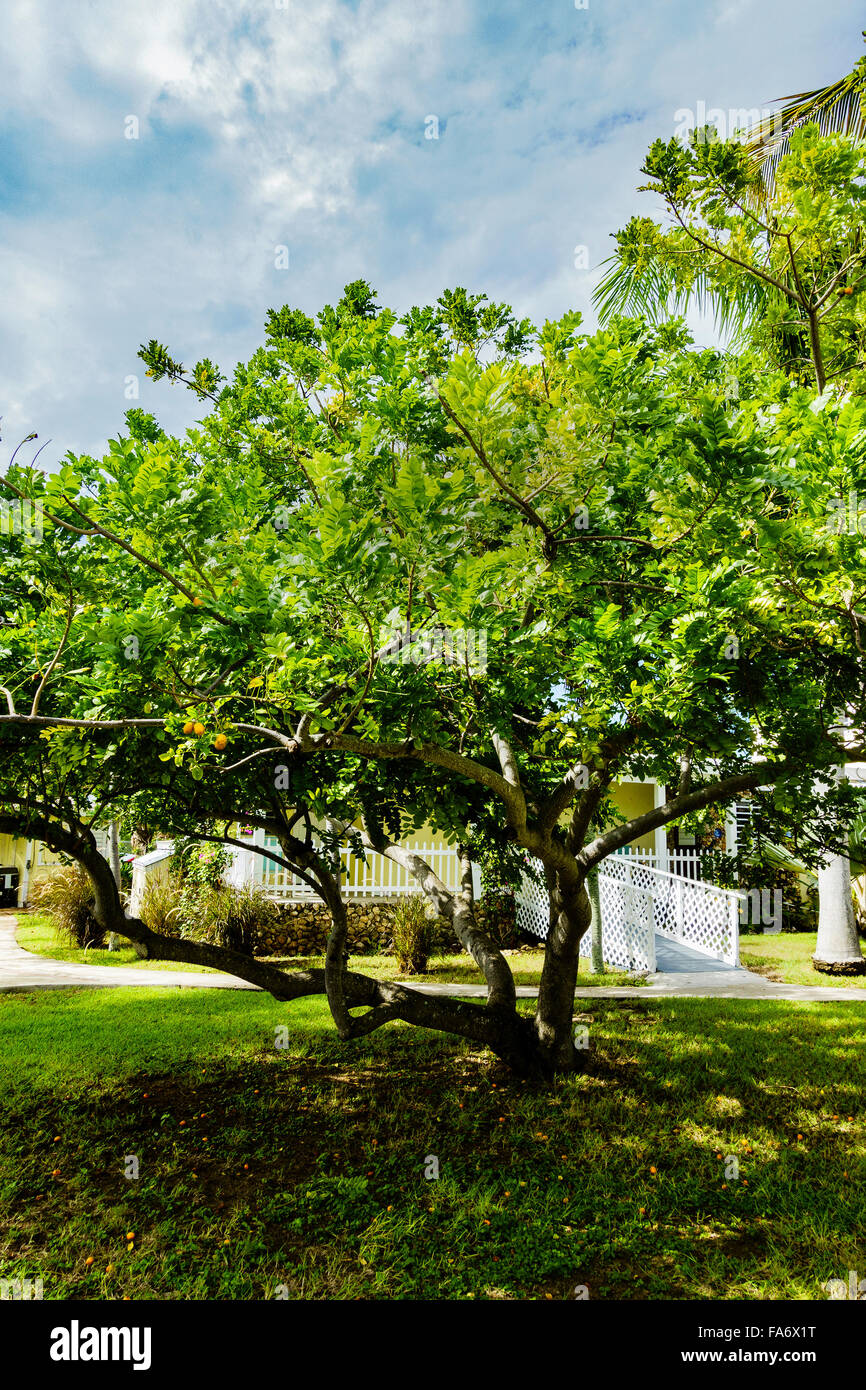 Un porco susino, noto anche come un giallo Mombin, crescendo su St. Croix, U.S. Isole Vergini. USVI, U.S.V.I. Foto Stock