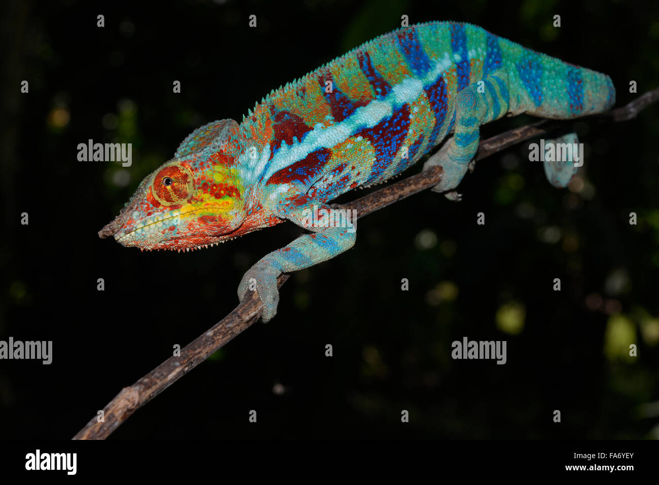 Panther chameleon (Furcifer pardalis), forma locale Ambanja, a ovest del Madagascar Foto Stock