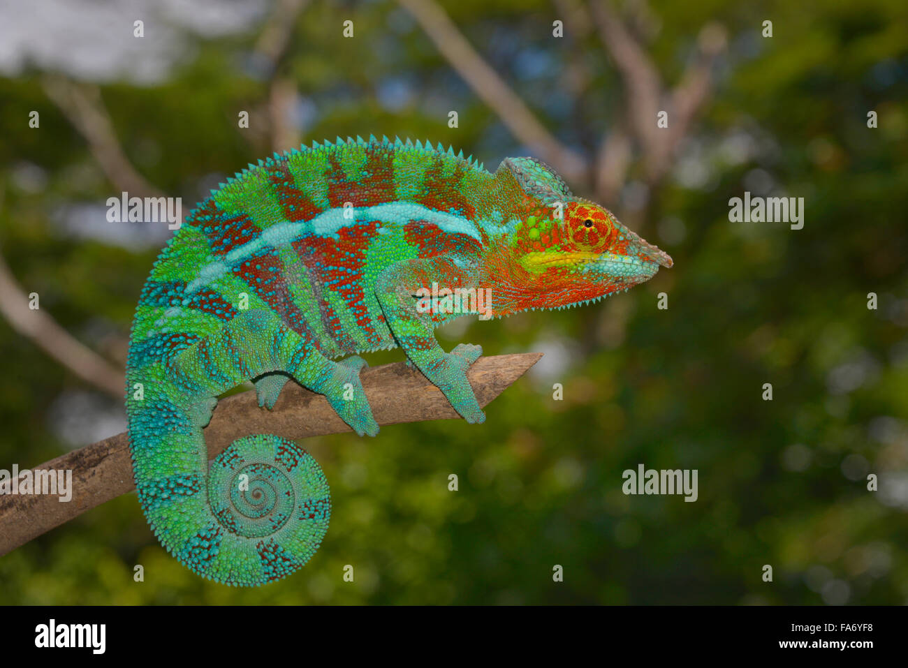 Panther chameleon (Furcifer pardalis), forma locale Ambanja, a ovest del Madagascar Foto Stock