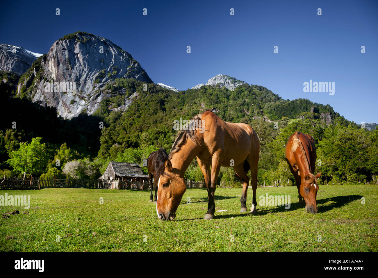 I cavalli del locale "arrieros" (muleskinners) pascolano in una piccola pampa in Valle Cochamó nel Cile settentrionale della Patagonia. Foto Stock