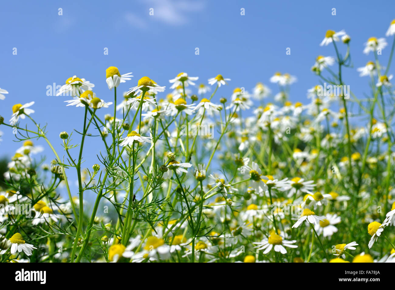 Primo piano della fioritura (camomilla Matricaria chamomilla) Foto Stock