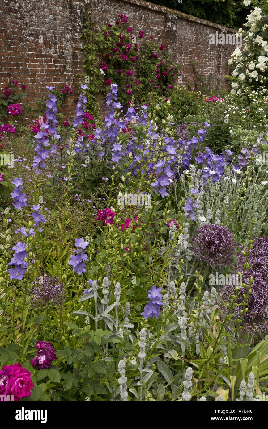 Splendidamente letti floreali e frontiere a Mottisfont Abbey walled giardino di rose, con Allium cristophii e Campanula a metà giugno; H Foto Stock