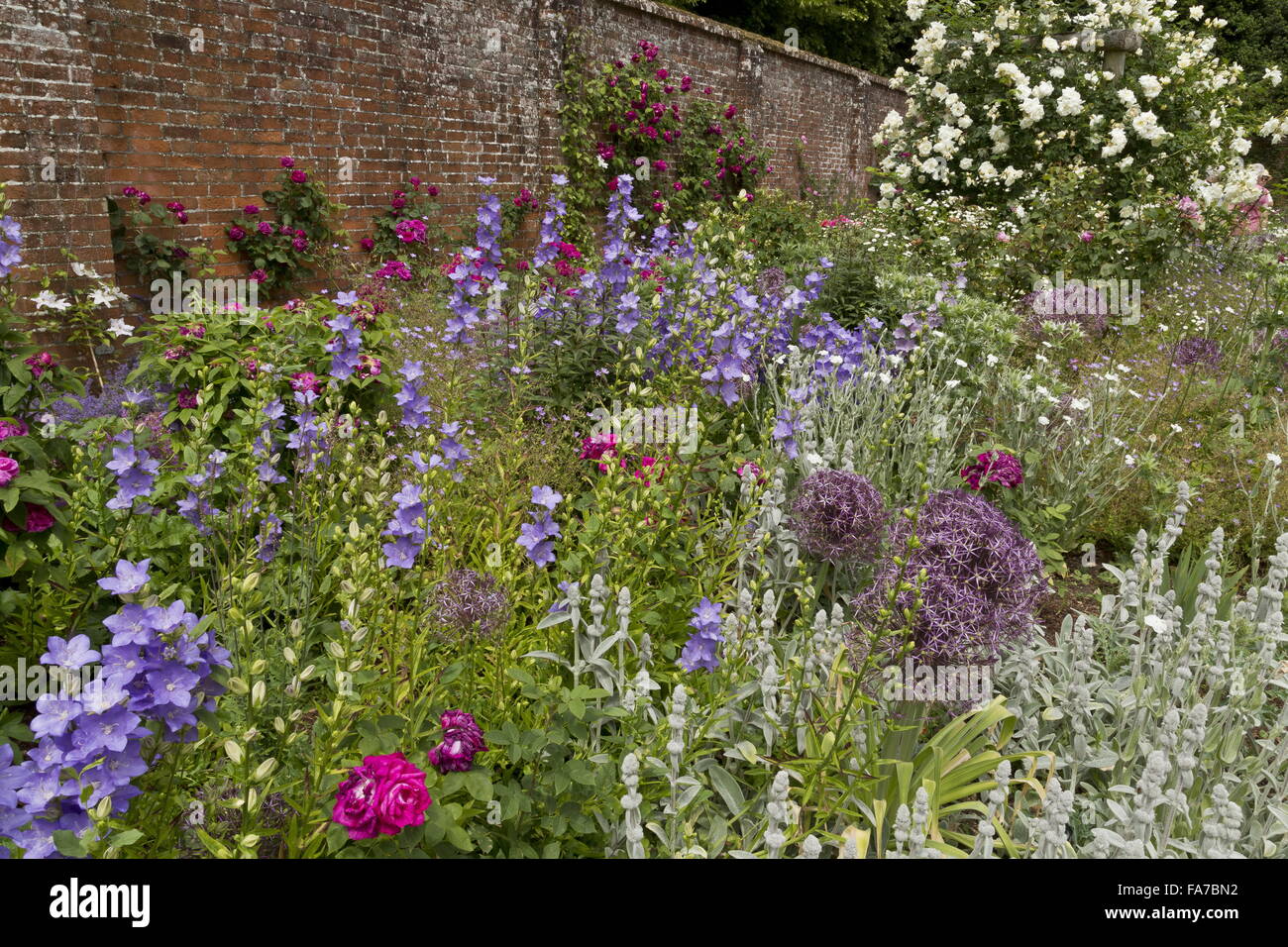 Splendidamente letti floreali e frontiere a Mottisfont Abbey walled giardino di rose, con Allium cristophii e Campanula a metà giugno; H Foto Stock