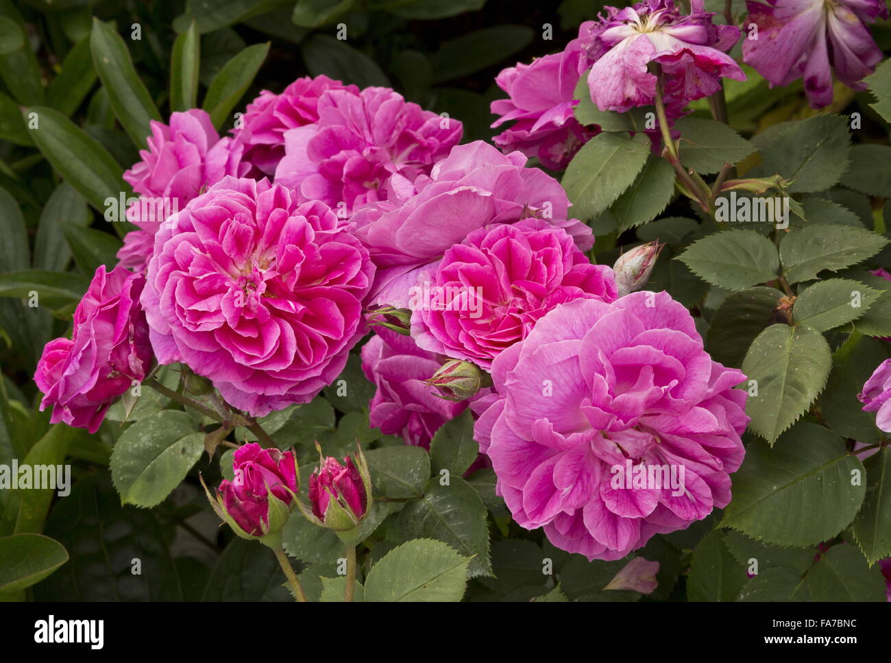 Un vecchio stile Rose, 'Sir Joseph Paxton' nel pieno fiore nel confine di mezza estate. Foto Stock