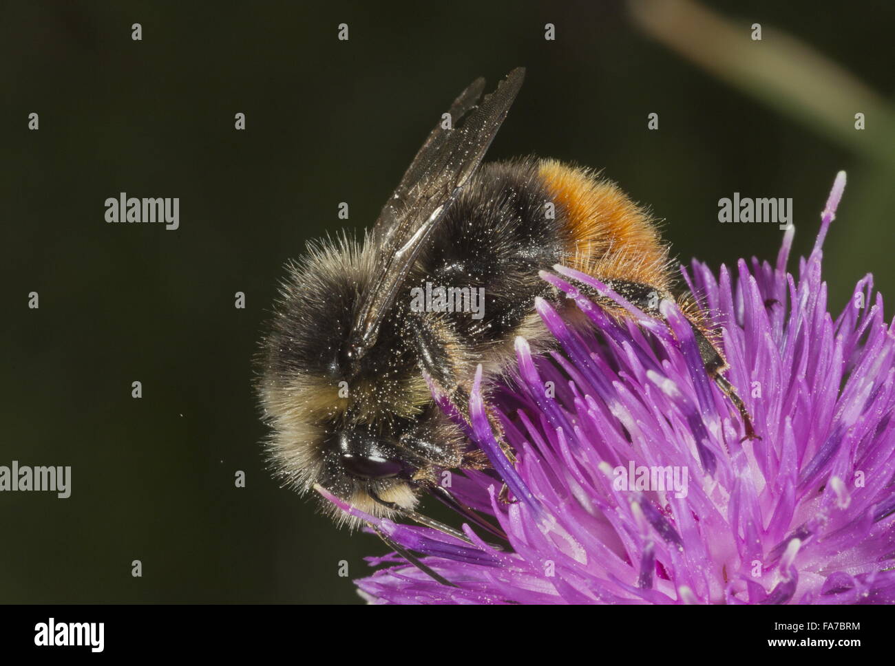 Red-tailed Bumble-bee, Bombus lapidarius alimentando il fiordaliso comune Foto Stock