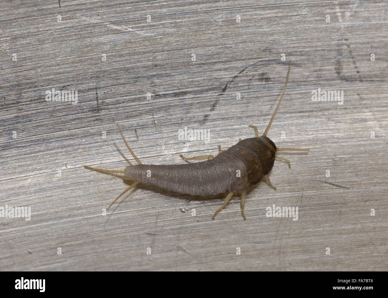 Saccharina immagini e fotografie stock ad alta risoluzione - Alamy