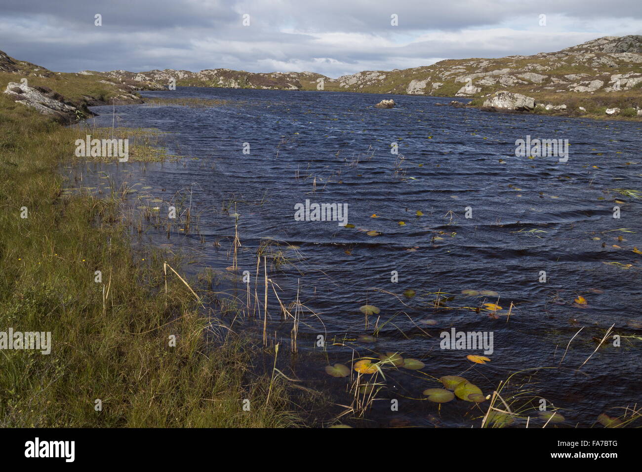 Un telecomando pulita e incontaminata-vegetò loch acida, Loch un Mhill Aird, l'isola di coll, Ebridi Interne, Scozia. Foto Stock
