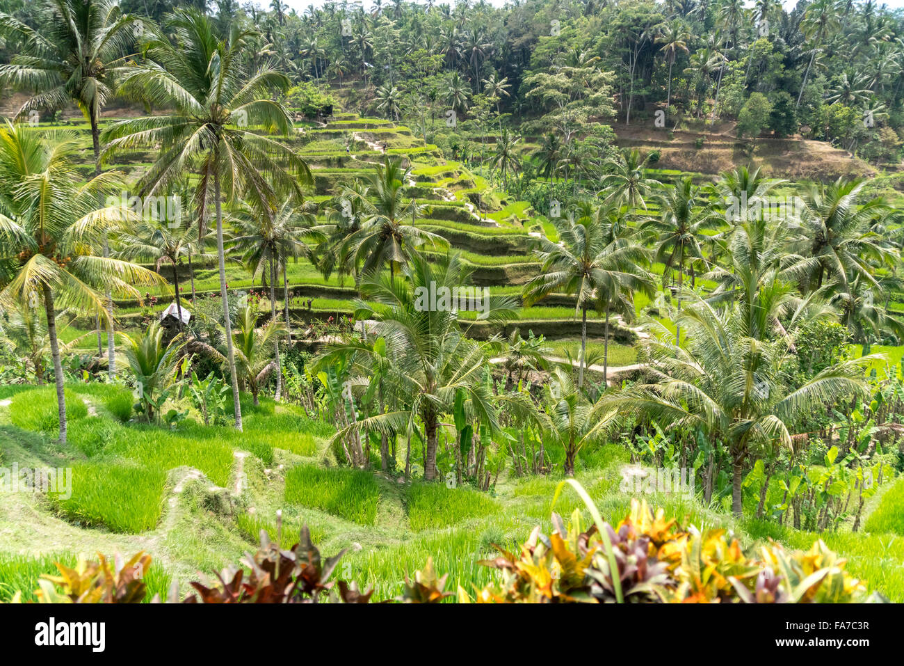 Tegalalang terrazze di riso nei pressi di Ubud, Bali, Indonesia Foto Stock
