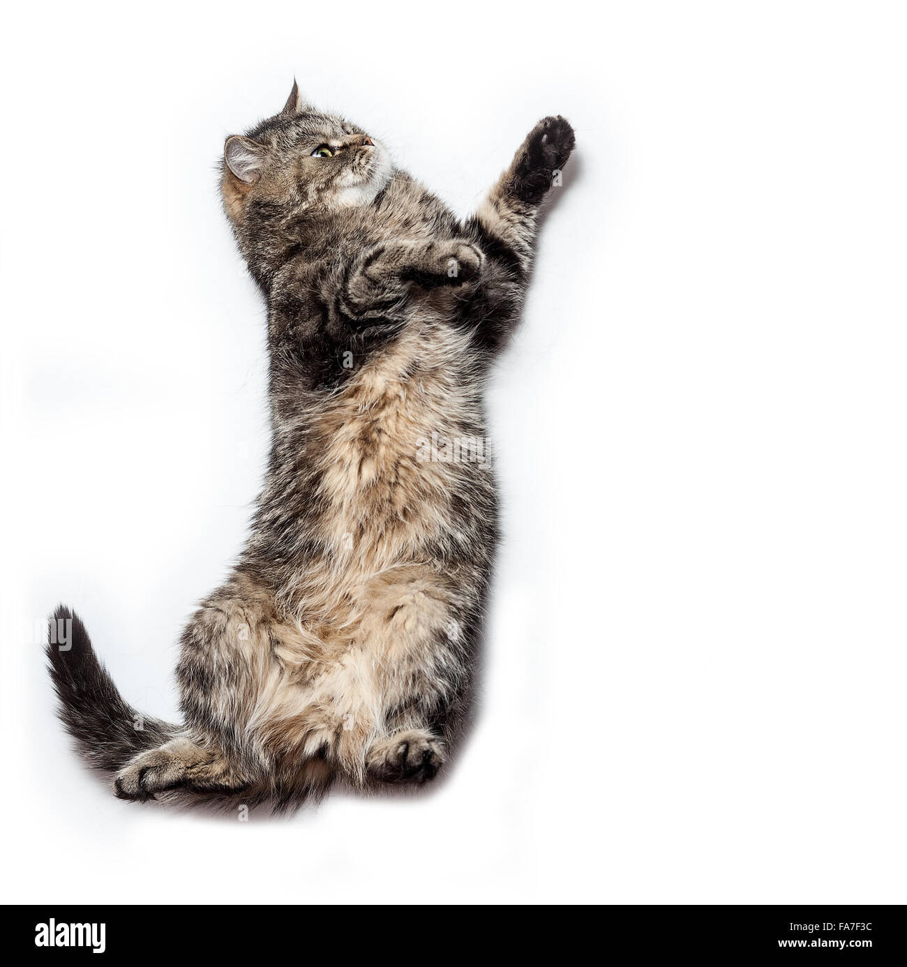 Funny Crazy Cat. Foto Stock