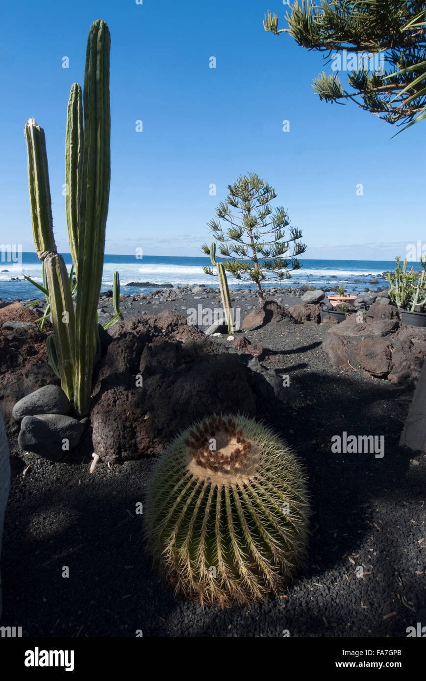 Cacti lungo la costa, El Golfo, Lanzarote, Spagna Foto Stock