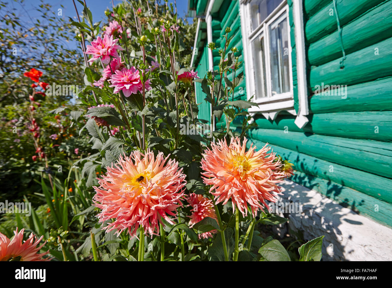 Dalie crescono nel giardino. Regione di Kaluga, Russia. Foto Stock