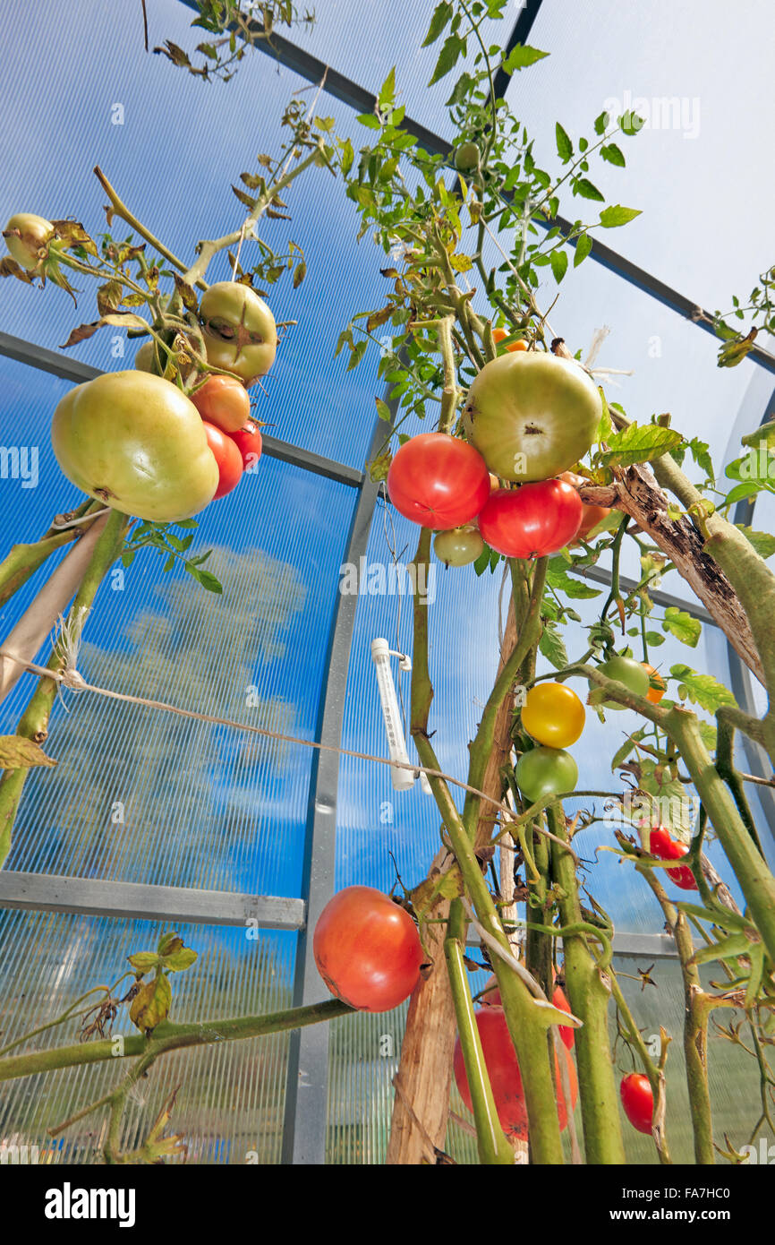 Pomodori crescere nella serra di organico. Nome scientifico: Solanum lycopersicum. Regione di Kaluga, Russia. Foto Stock