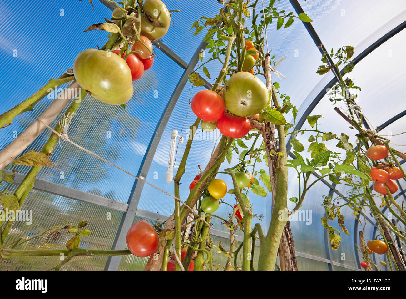 Pomodori crescere nella serra di organico. Nome scientifico: Solanum lycopersicum. Regione di Kaluga, Russia. Foto Stock