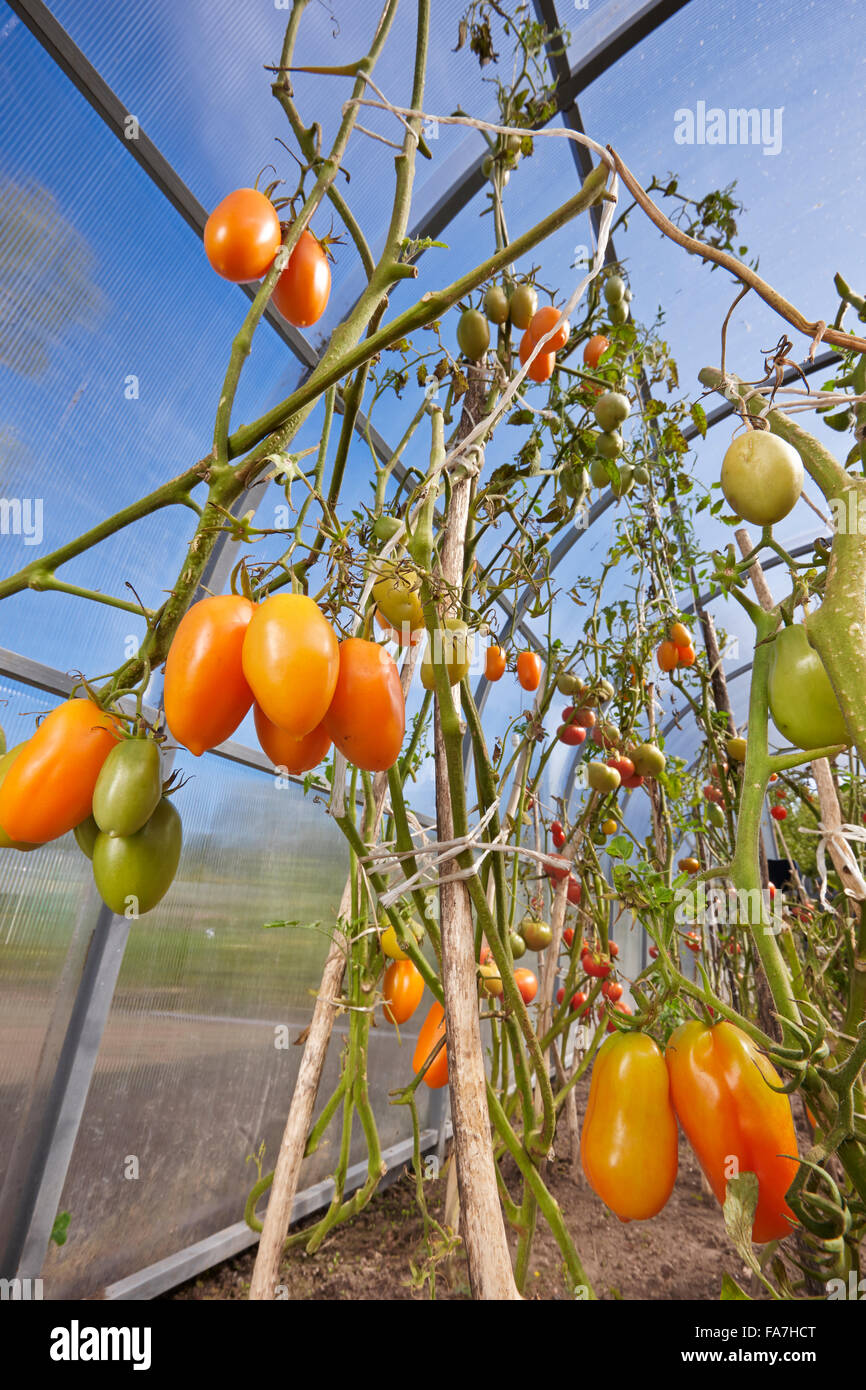 Pomodori crescere nella serra di organico. Nome scientifico: Solanum lycopersicum. Regione di Kaluga, Russia. Foto Stock