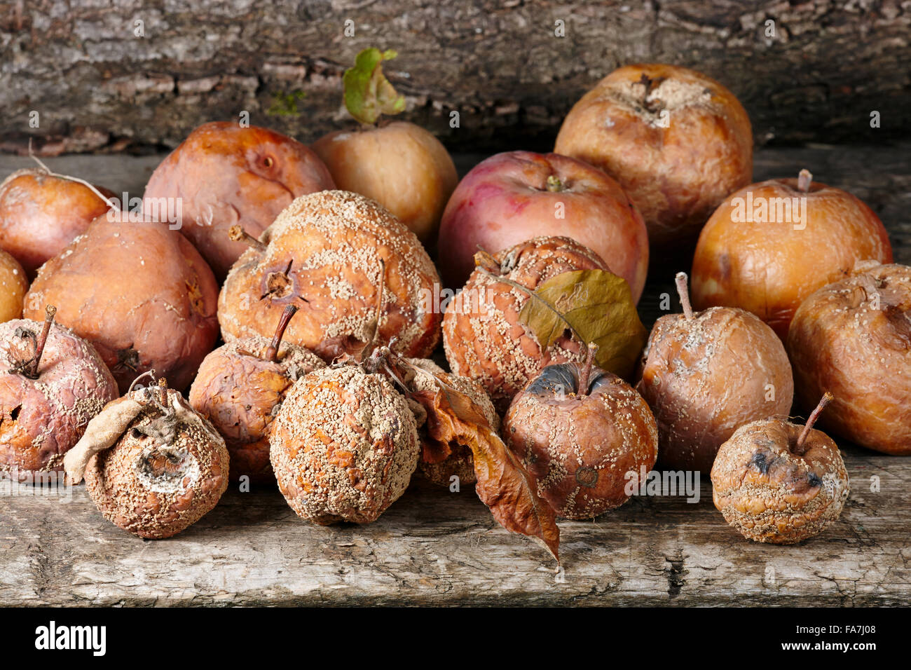 Mele marce. Nome scientifico: Malus domestica. Foto Stock