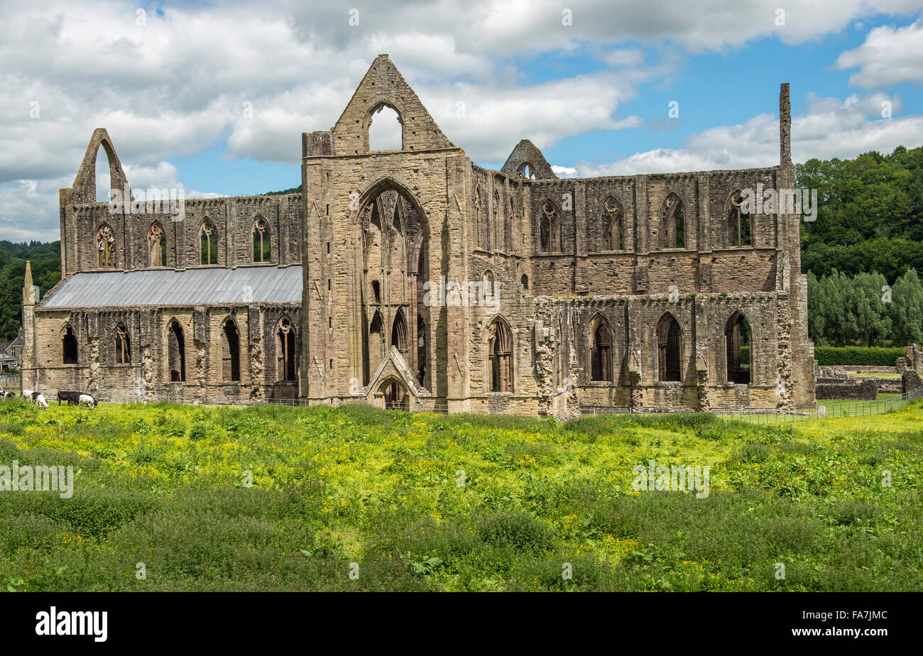 Tintern Abbey nella valle del Wye Monmouthshire South Wales, fotografato su un soleggiato giorno di giugno Foto Stock
