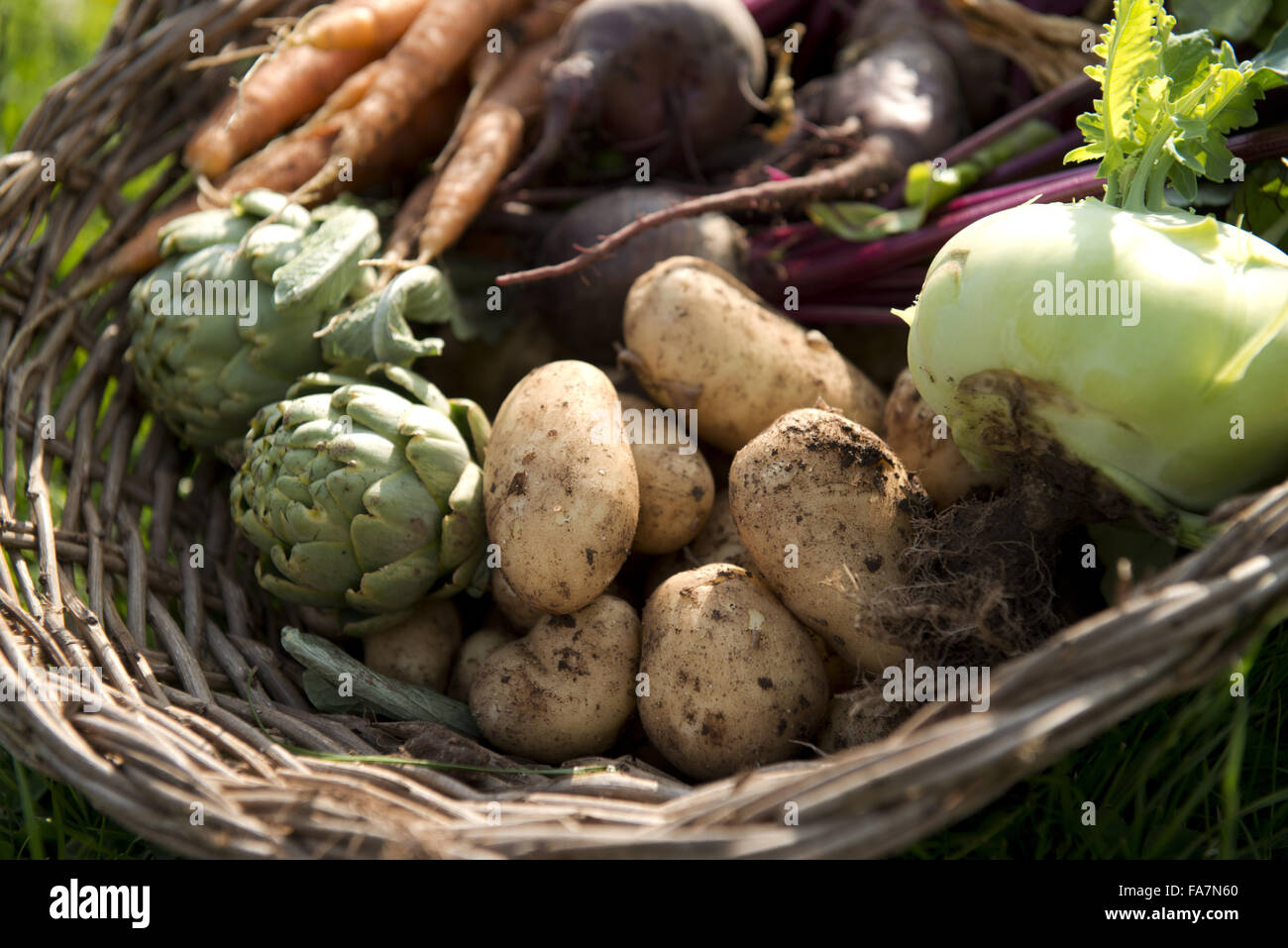 Le verdure raccolte in luglio da Dyffryn Gardens, South Glamorgan. I giardini sono un grado che ho elencato e il coperchio 22 ettari e dispongono di una straordinaria collezione di intimo giardino Camere, giardini formali e di un esteso giardino Arboretum. Foto Stock