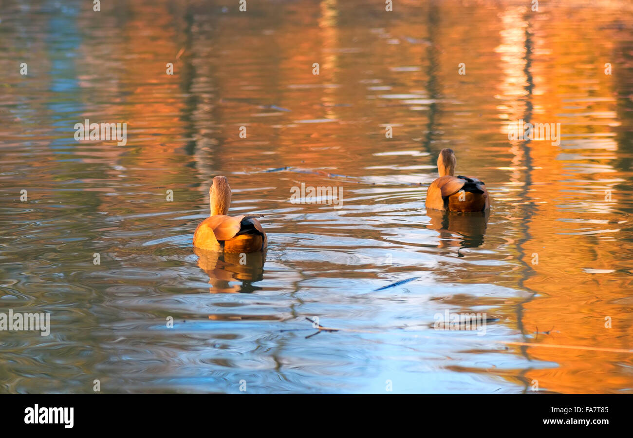 Anatre selvatiche sulla superficie del fiume Foto Stock