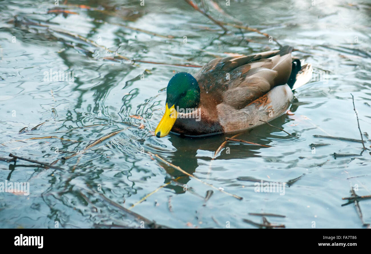 Anatra selvatica sulla superficie del fiume Foto Stock