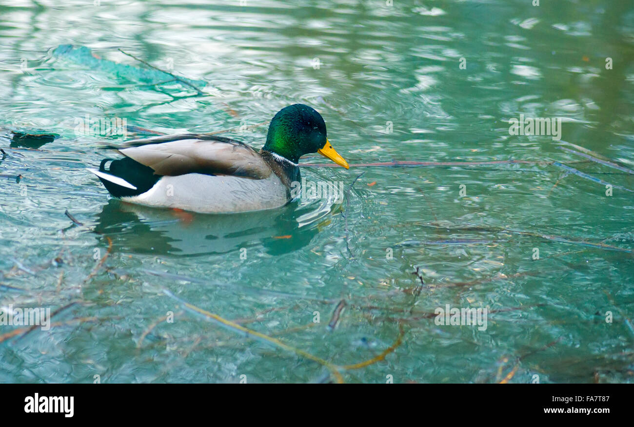 Anatra selvatica sulla superficie del fiume Foto Stock