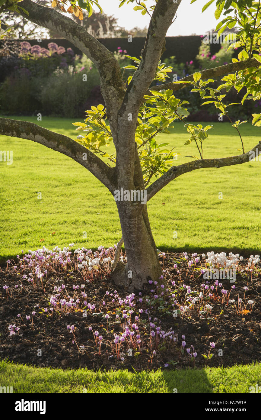 Magnolia sul prato del Cedar Court nel settembre, underplanted con Cyclamen hederifolium, Tintinhull giardino, Somerset. Foto Stock